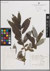Foto von Salix caucasica Andersson